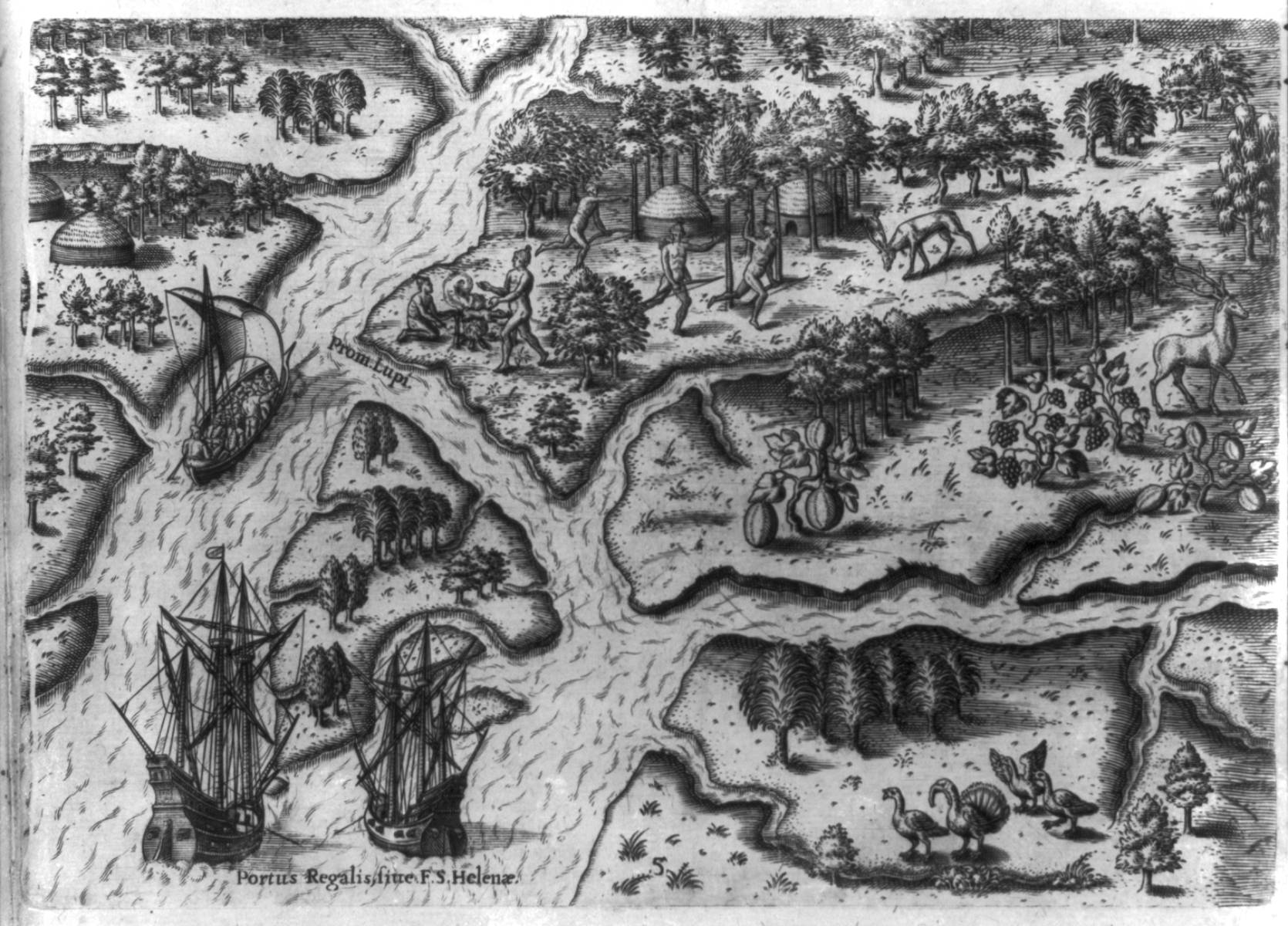 When Were Turkeys Domesticated? - Backyard Poultry